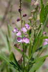 Showy milkwort